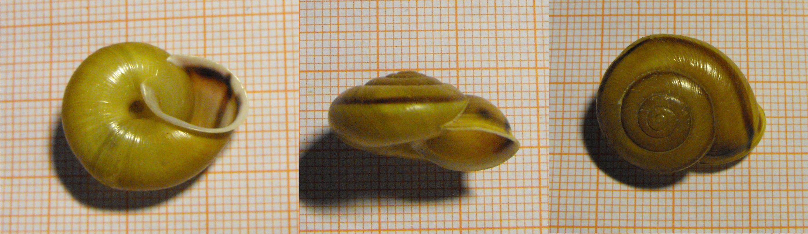 Helix zonata della Brembana (P.Strobel,1847)